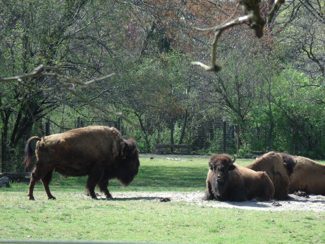 Plains Bison Herd