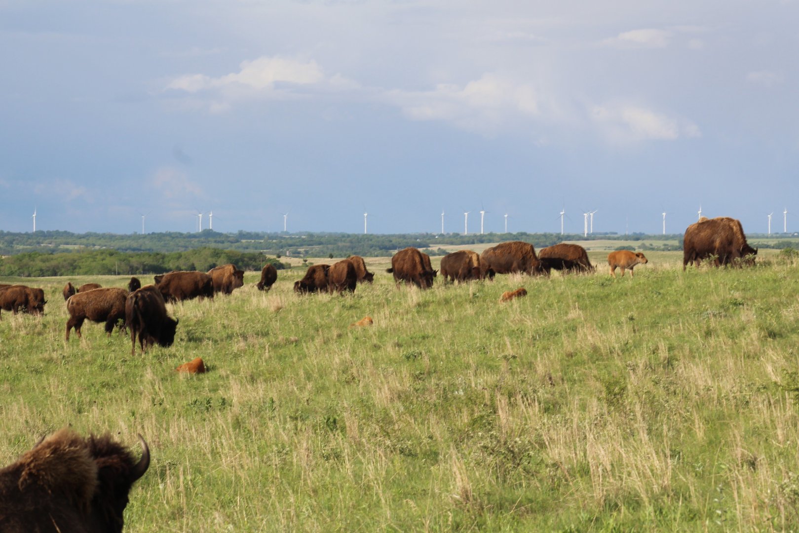 Plains Bison Herd