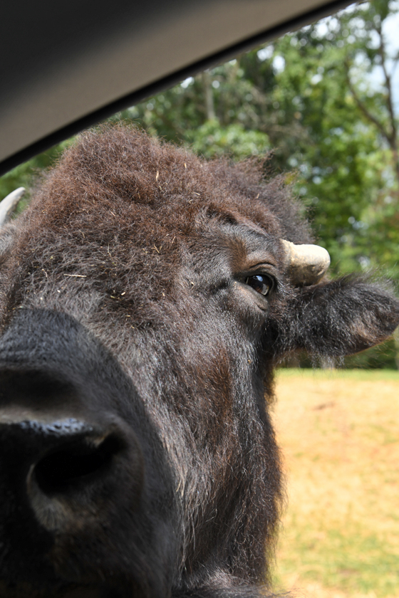 plains bison in drive-thru