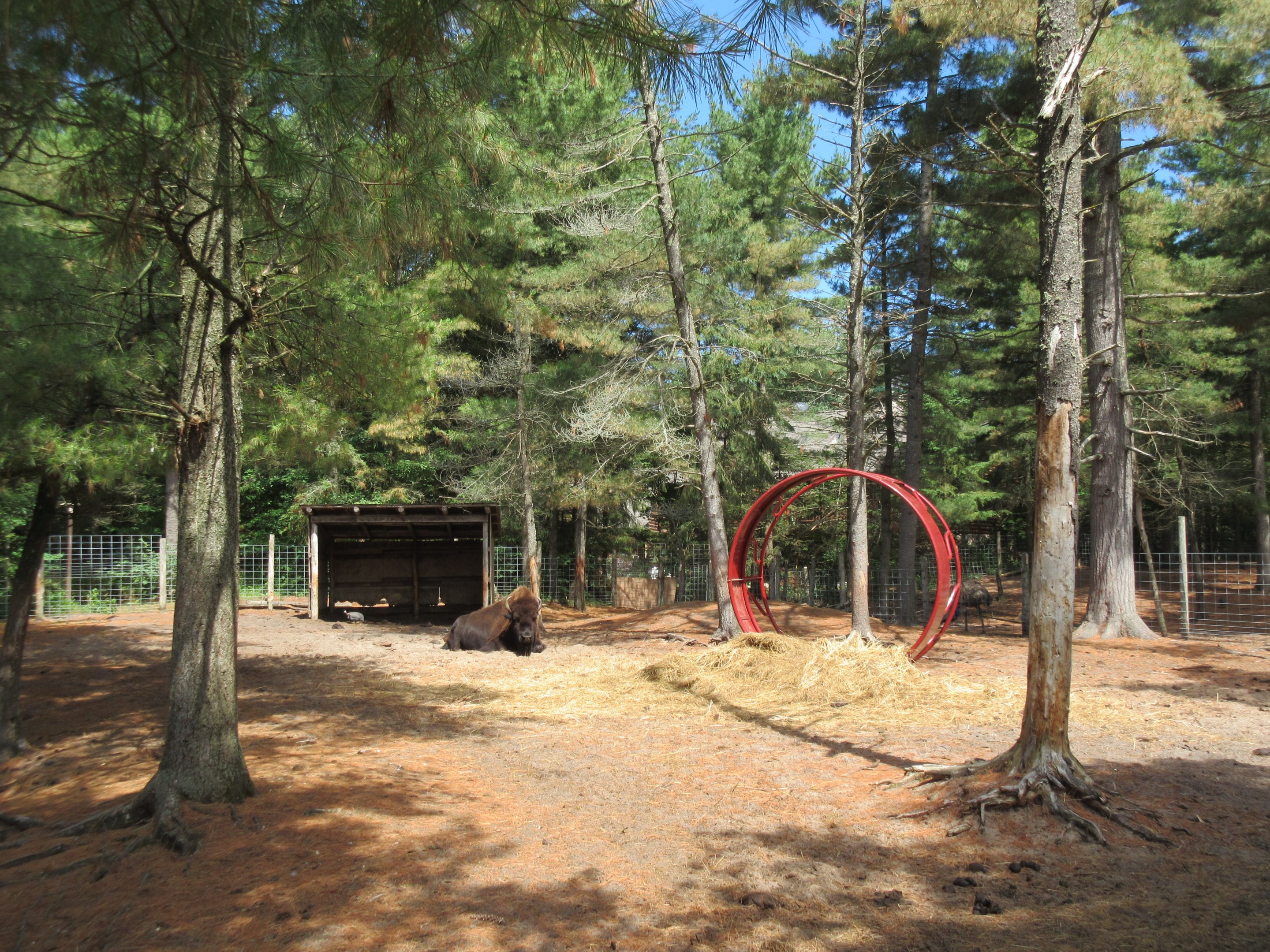 Plains Bison/Miniature Donkey Exhibit