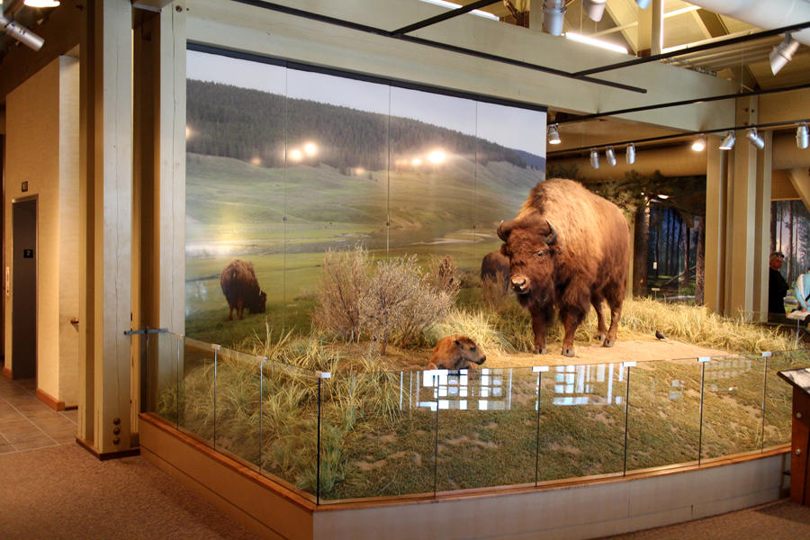 plains bison taxidermy