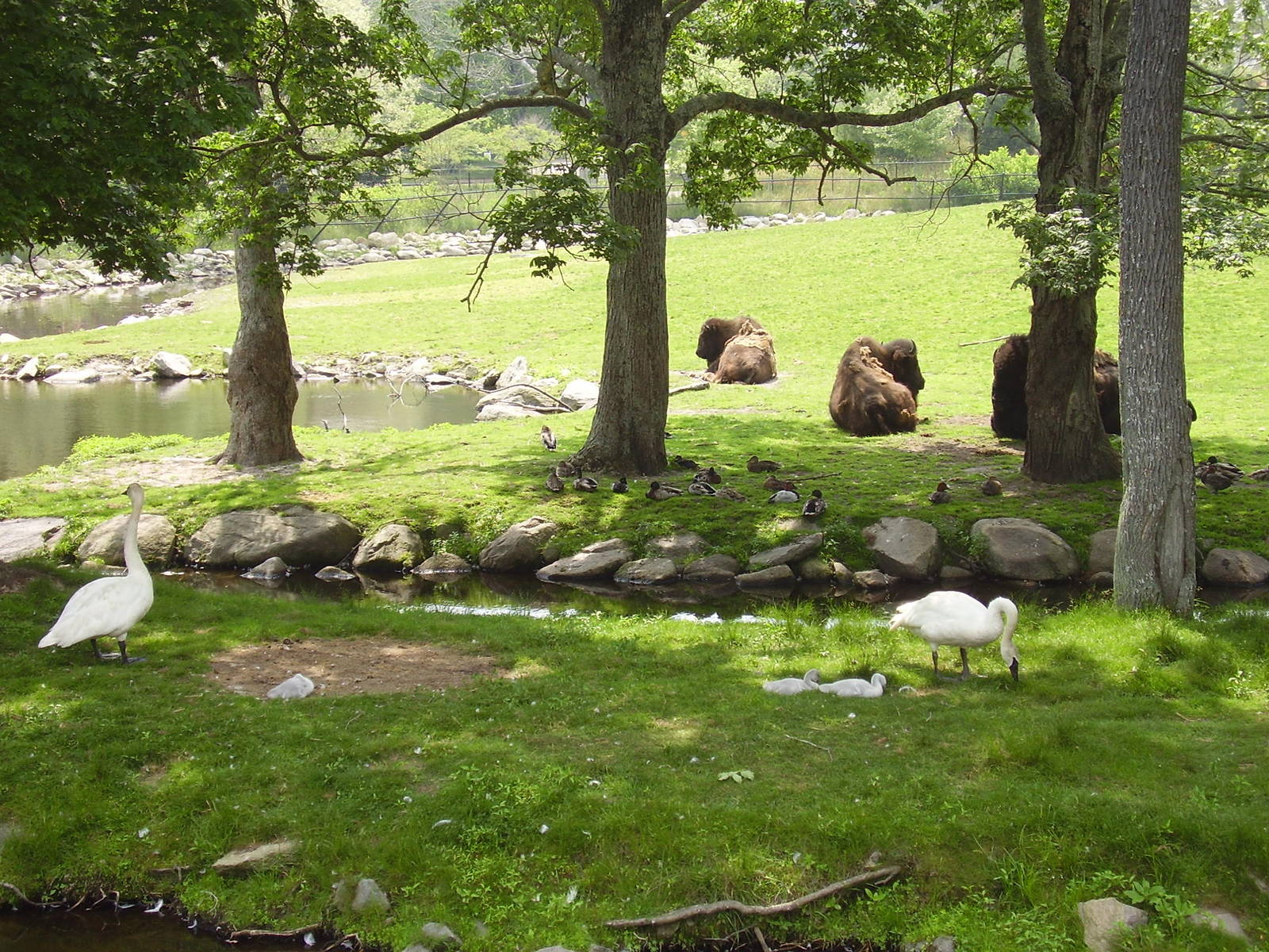 Plains Bison Trumpeter Swans Mallards- Buttonwood Zoo JUN06