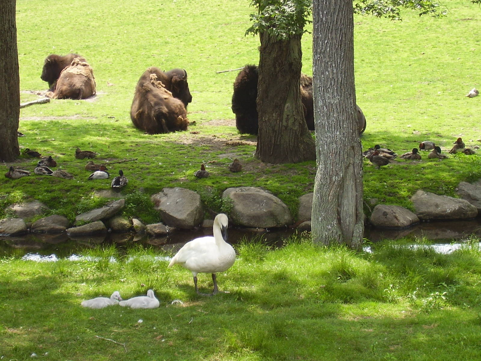 Plains Bison Trumpeter Swans Mallards- Buttonwood Zoo JUN06