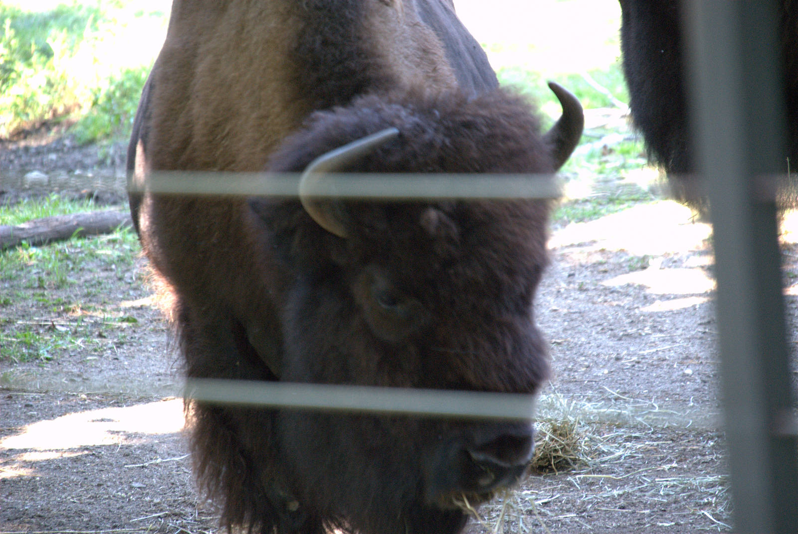 Plains Bison
