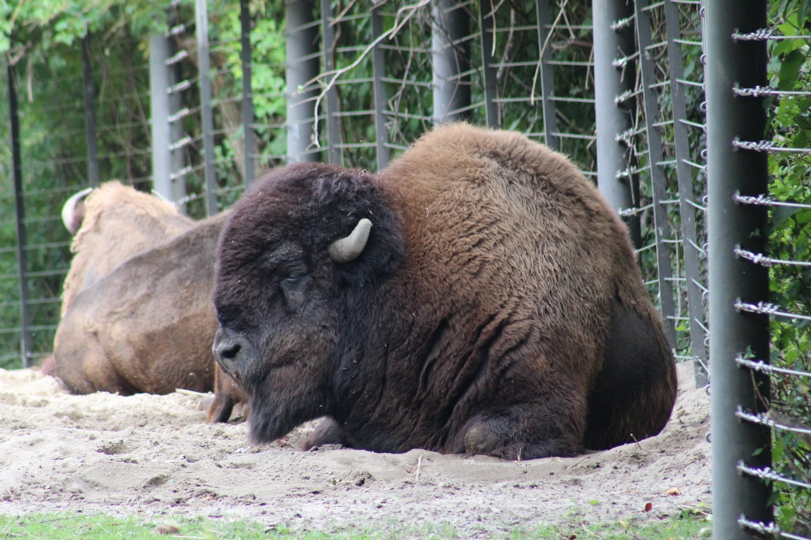 Plains Bison