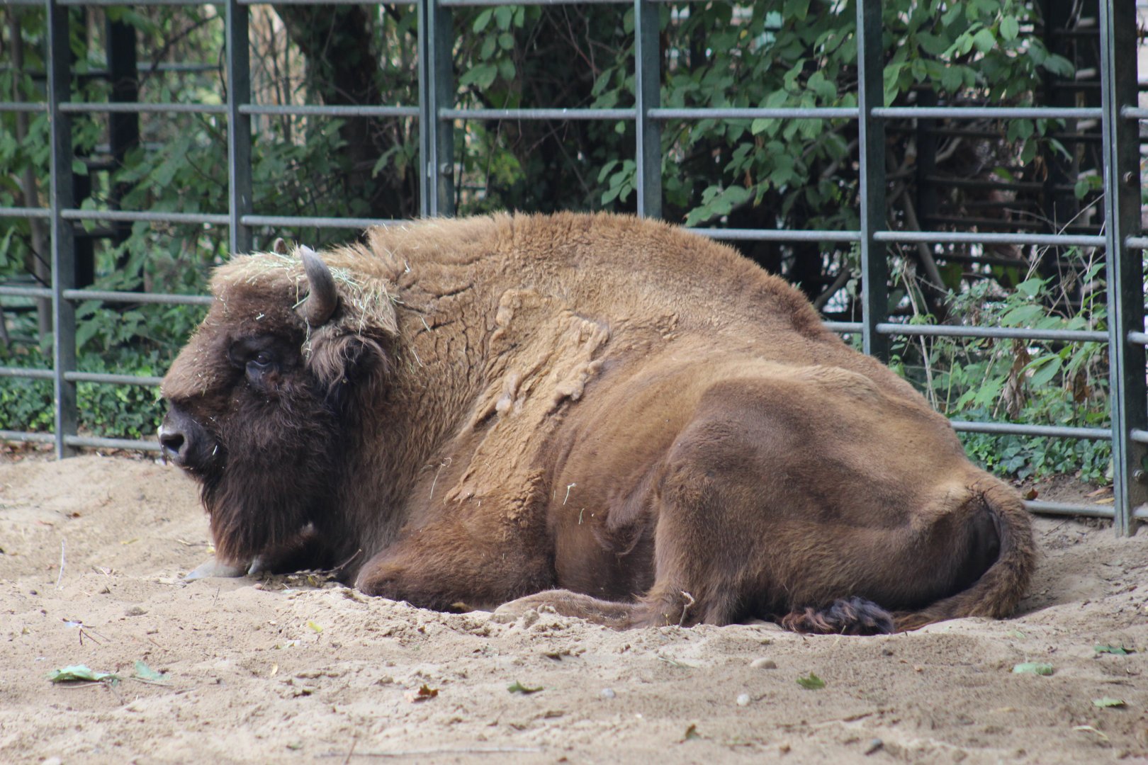 Plains Bison