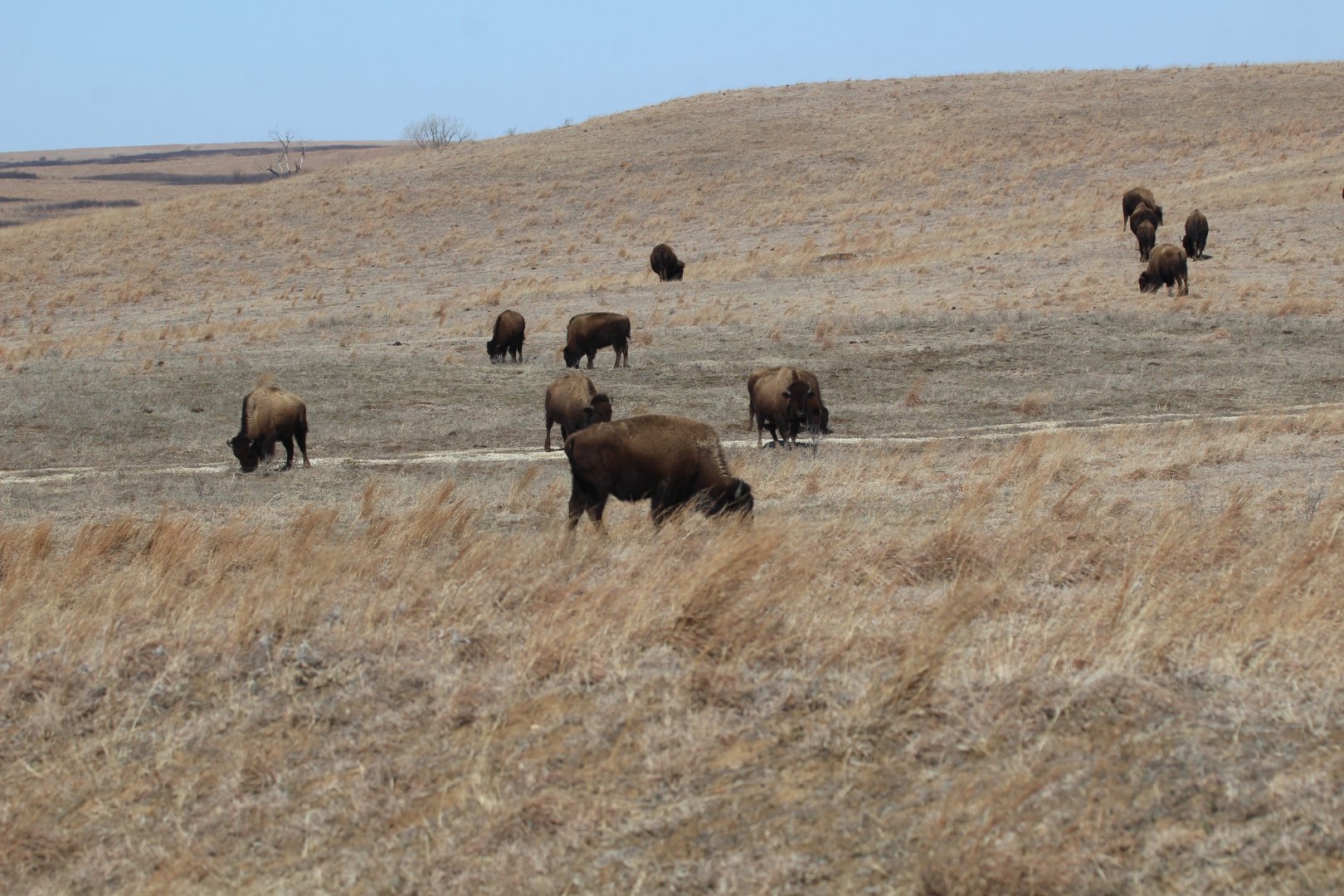 Plains Bison