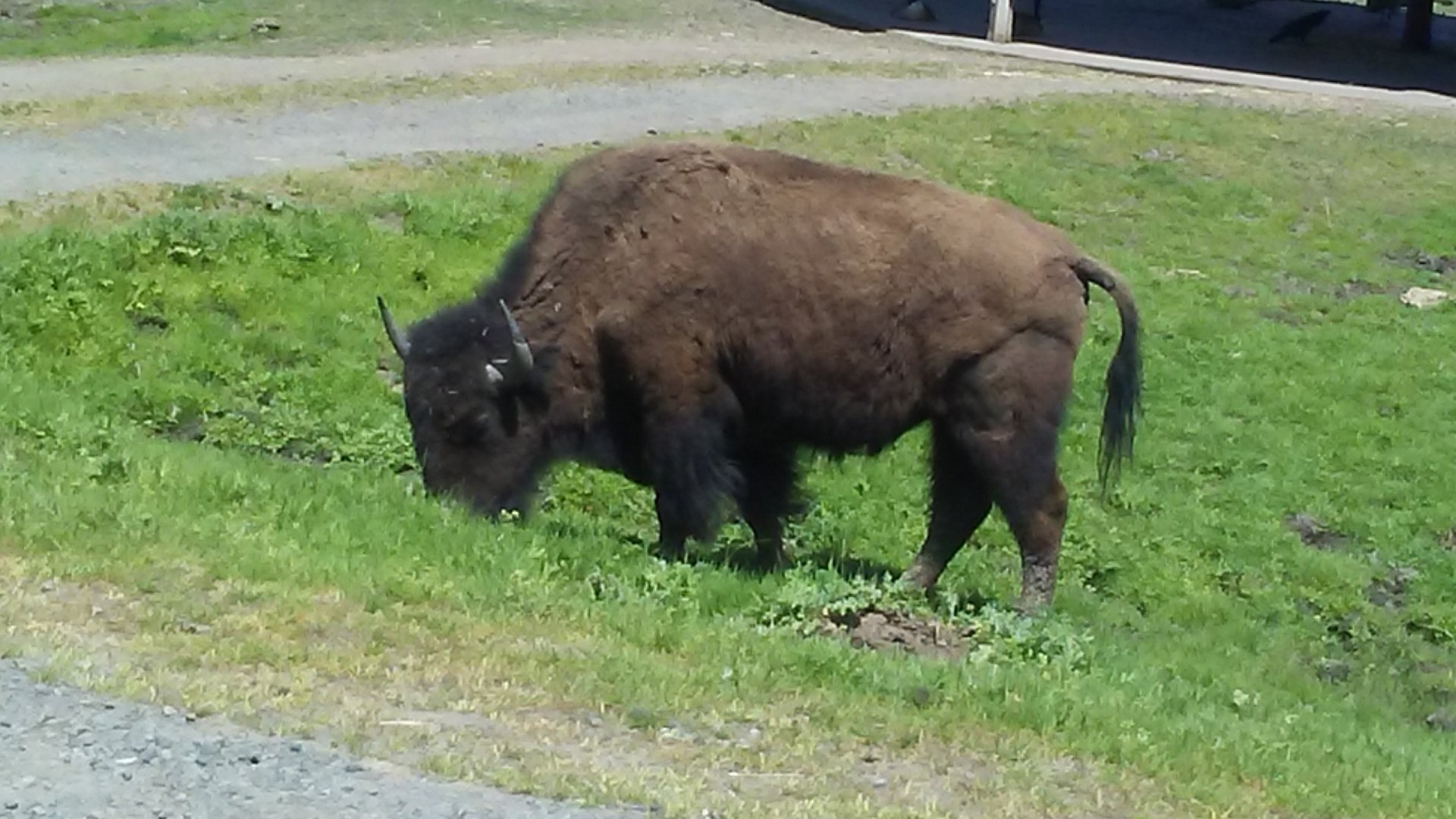 Plains bison