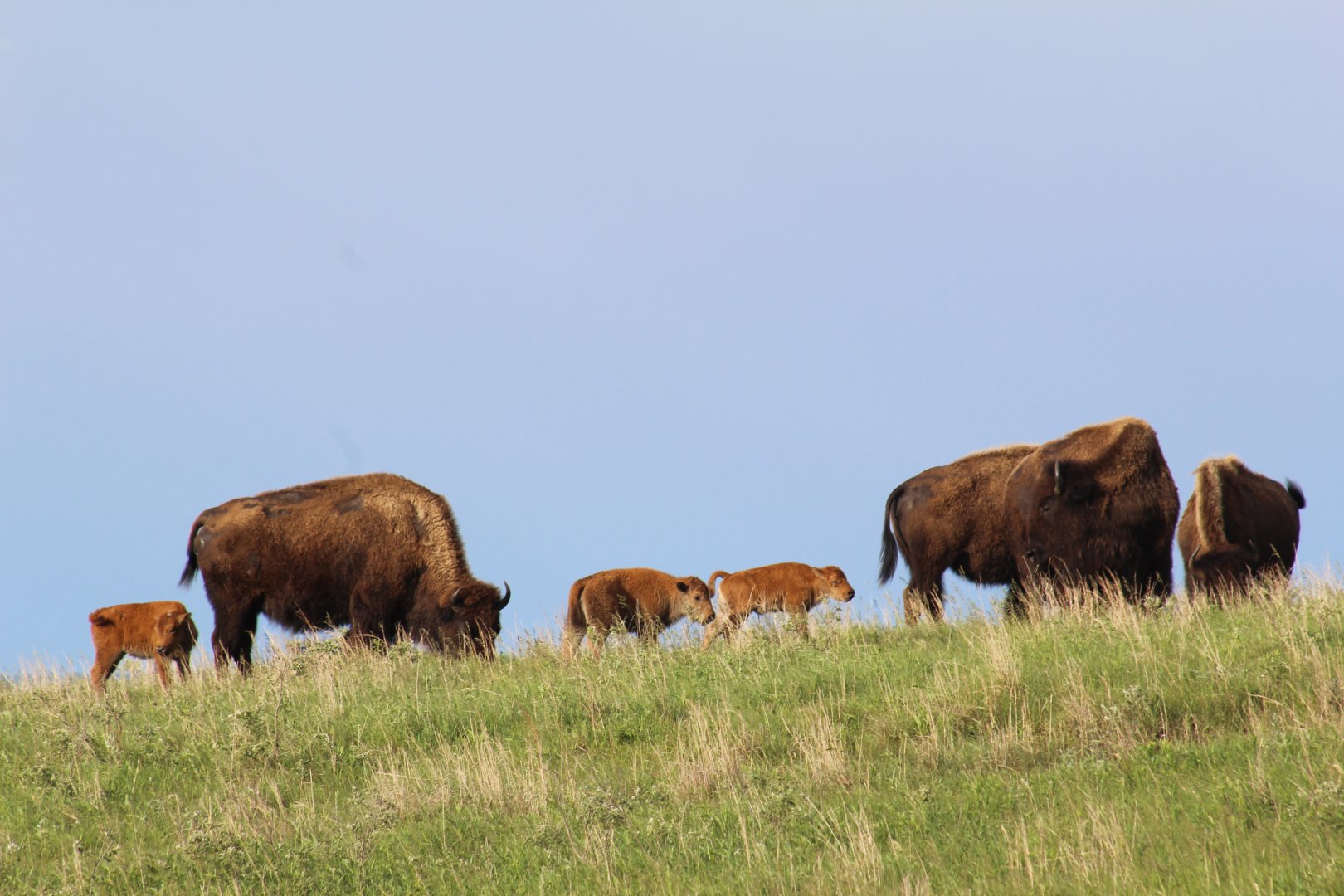 Plains Bison
