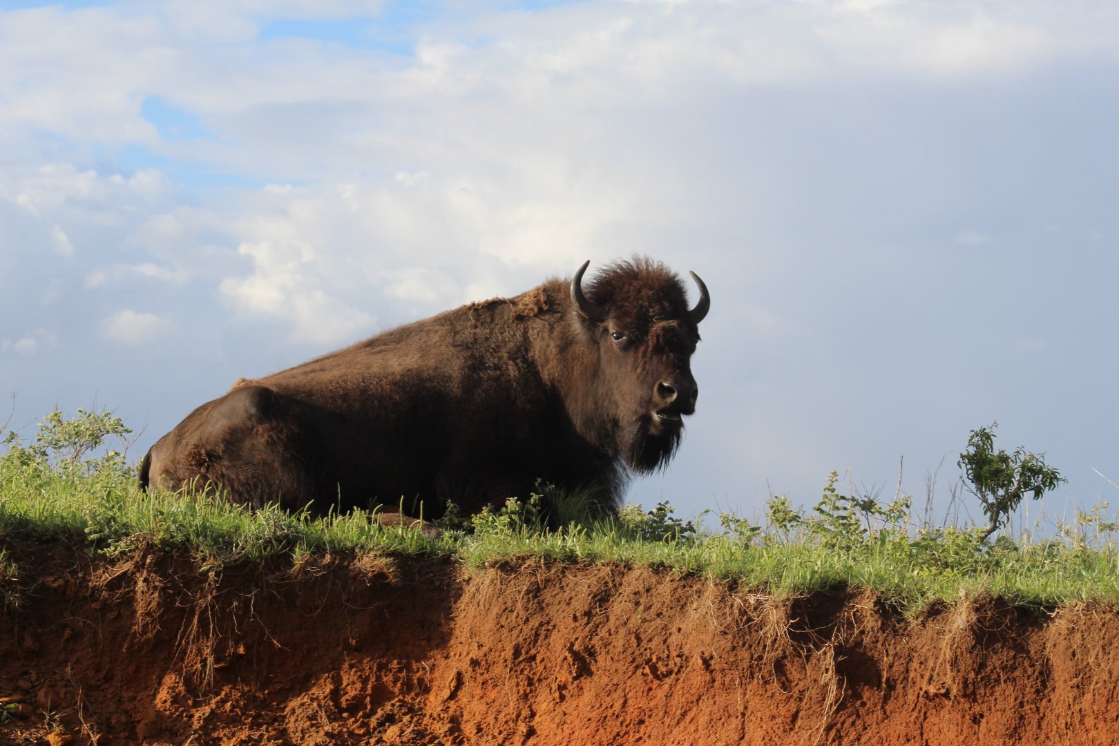 Plains Bison