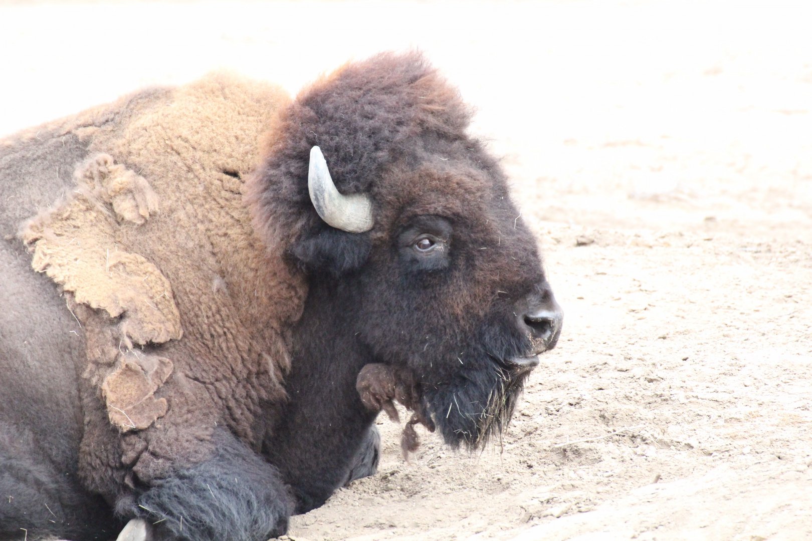 Plains Bison