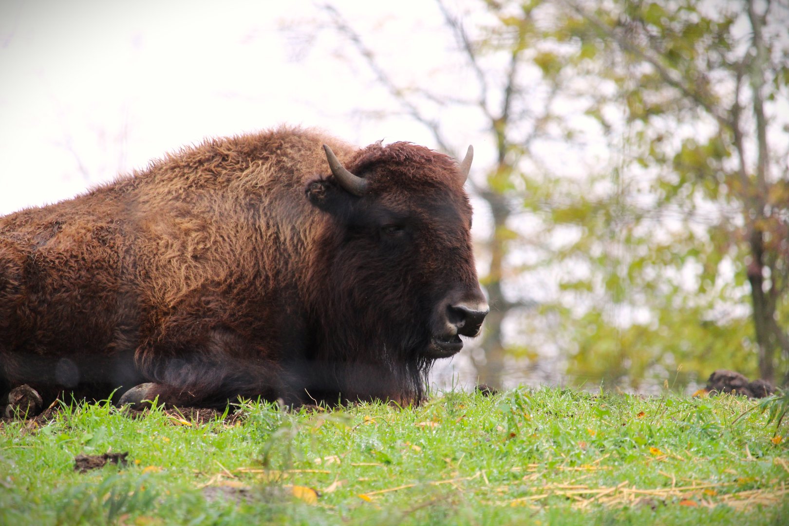 Plains Bison