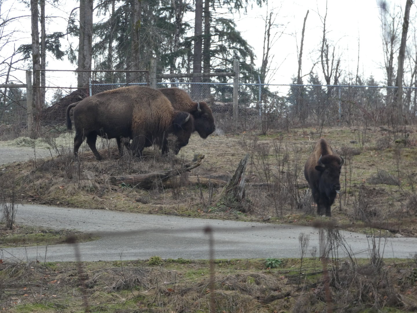 Plains bison
