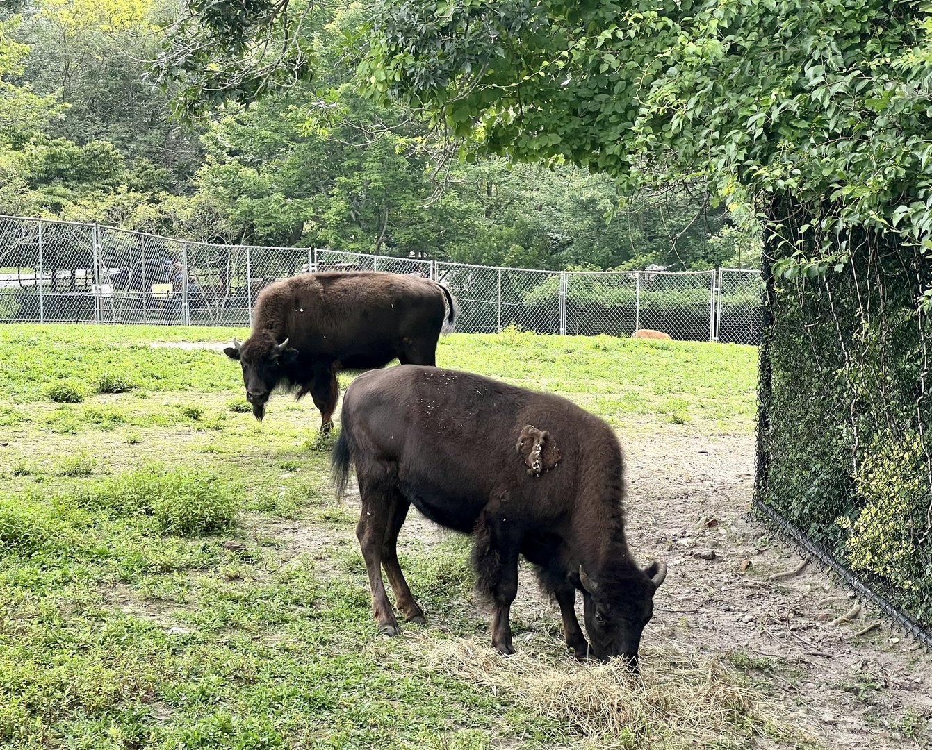 Plains Bison