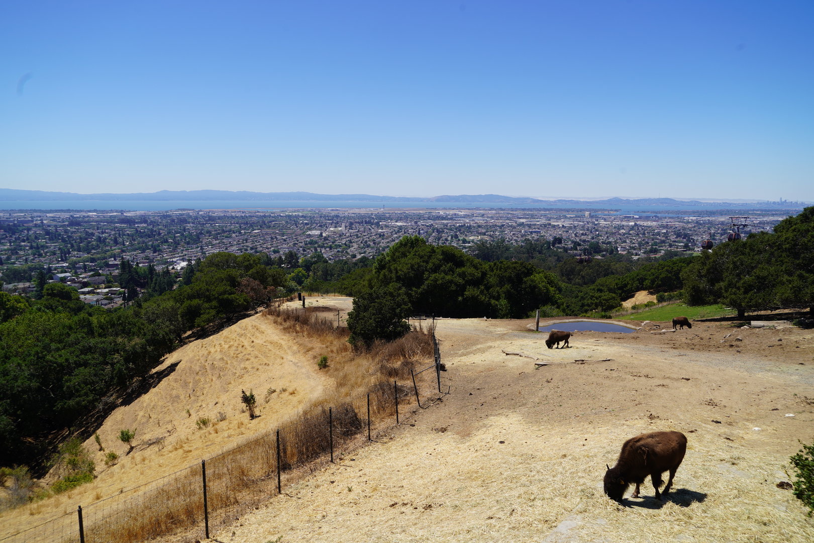 Plains Bison