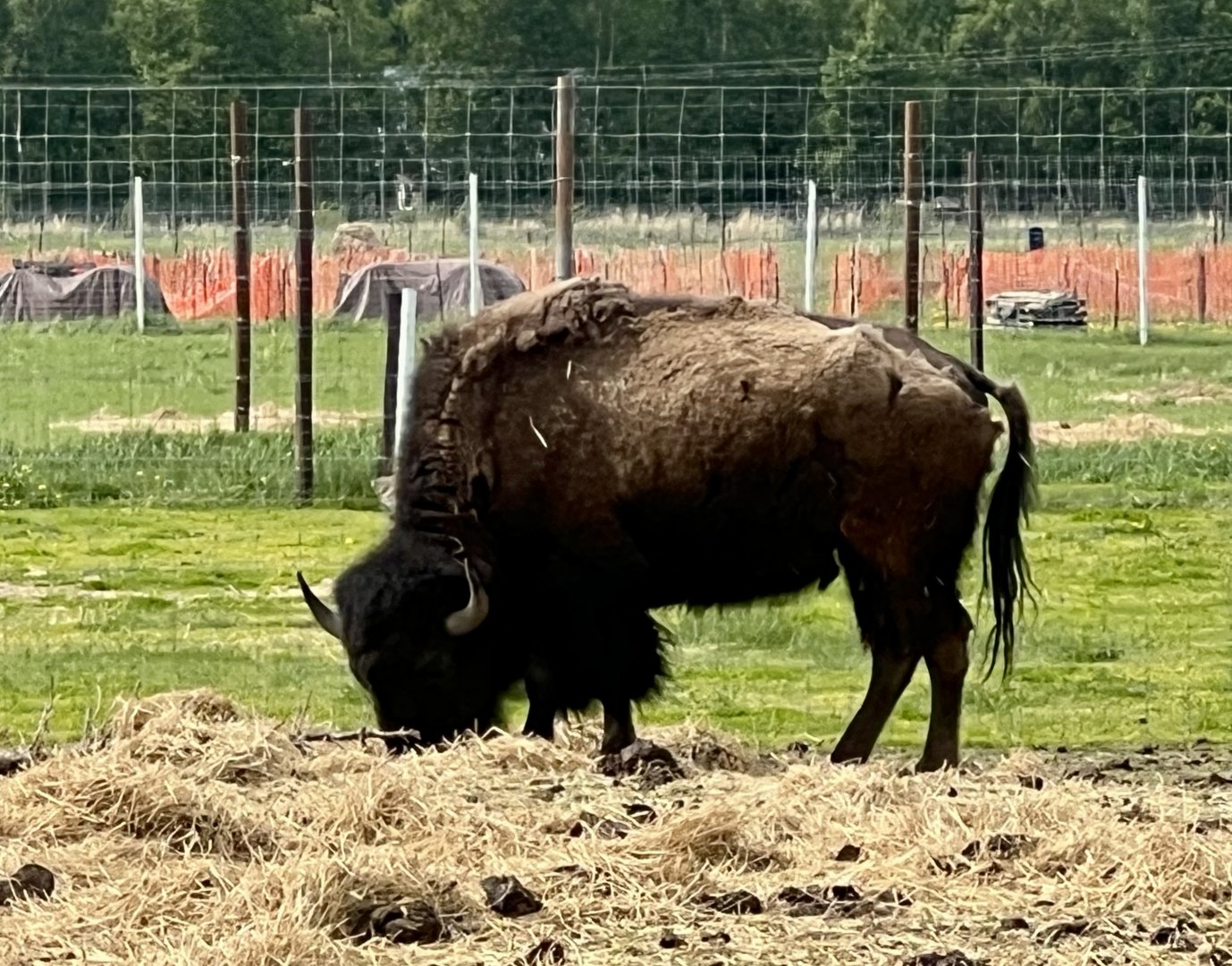 Plains Bison