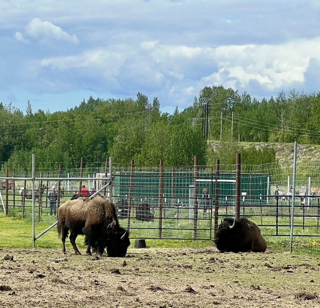 Plains Bison