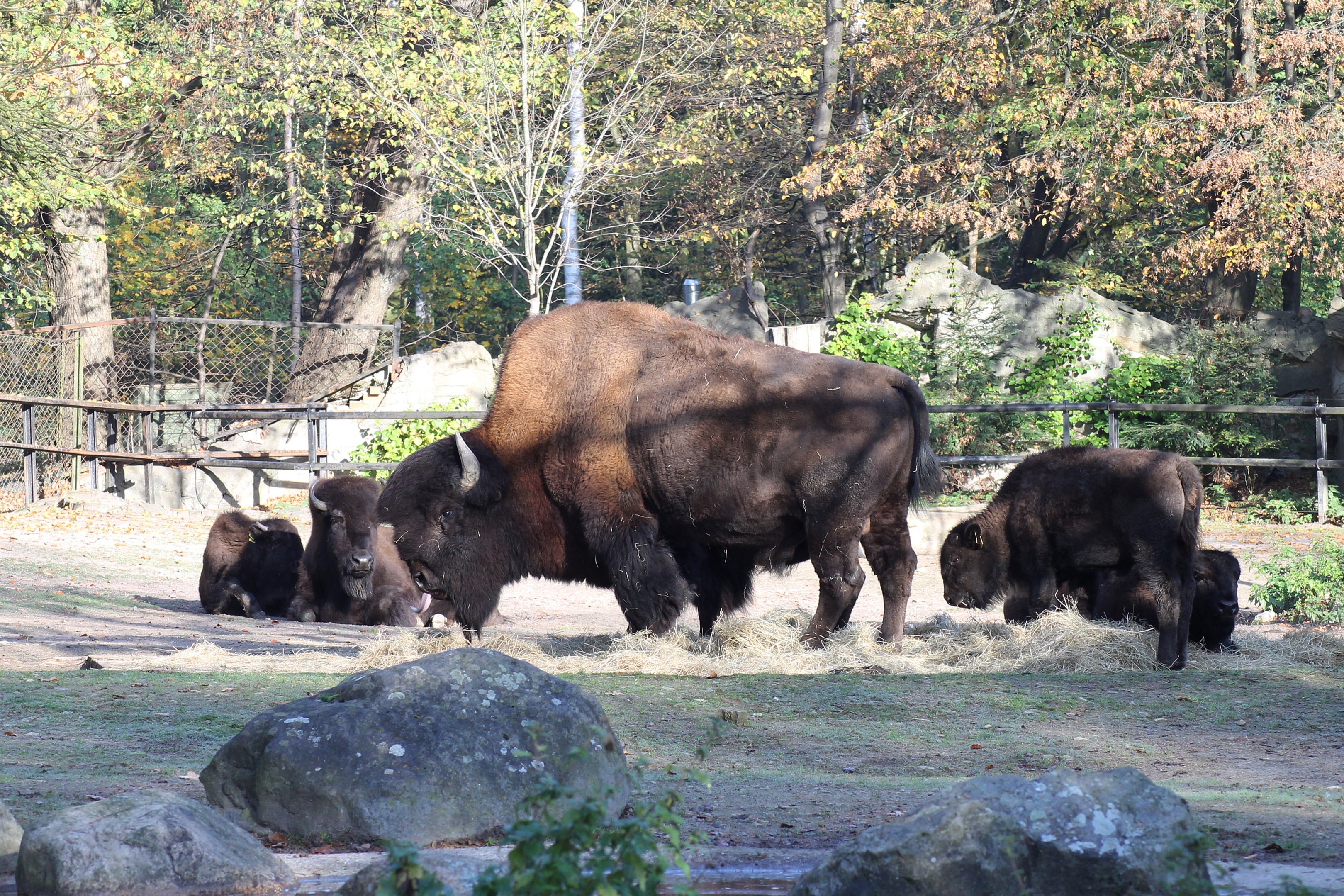 Plains bisons - Tierpark Hagenbeck