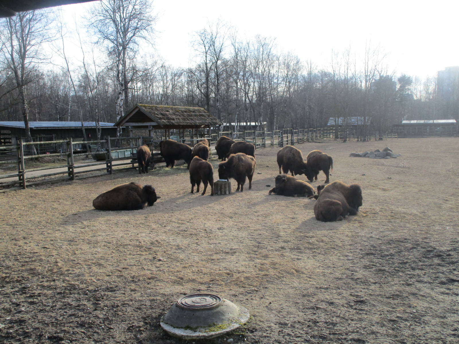 Plains Buffalo (Bison) - 25/03/15
