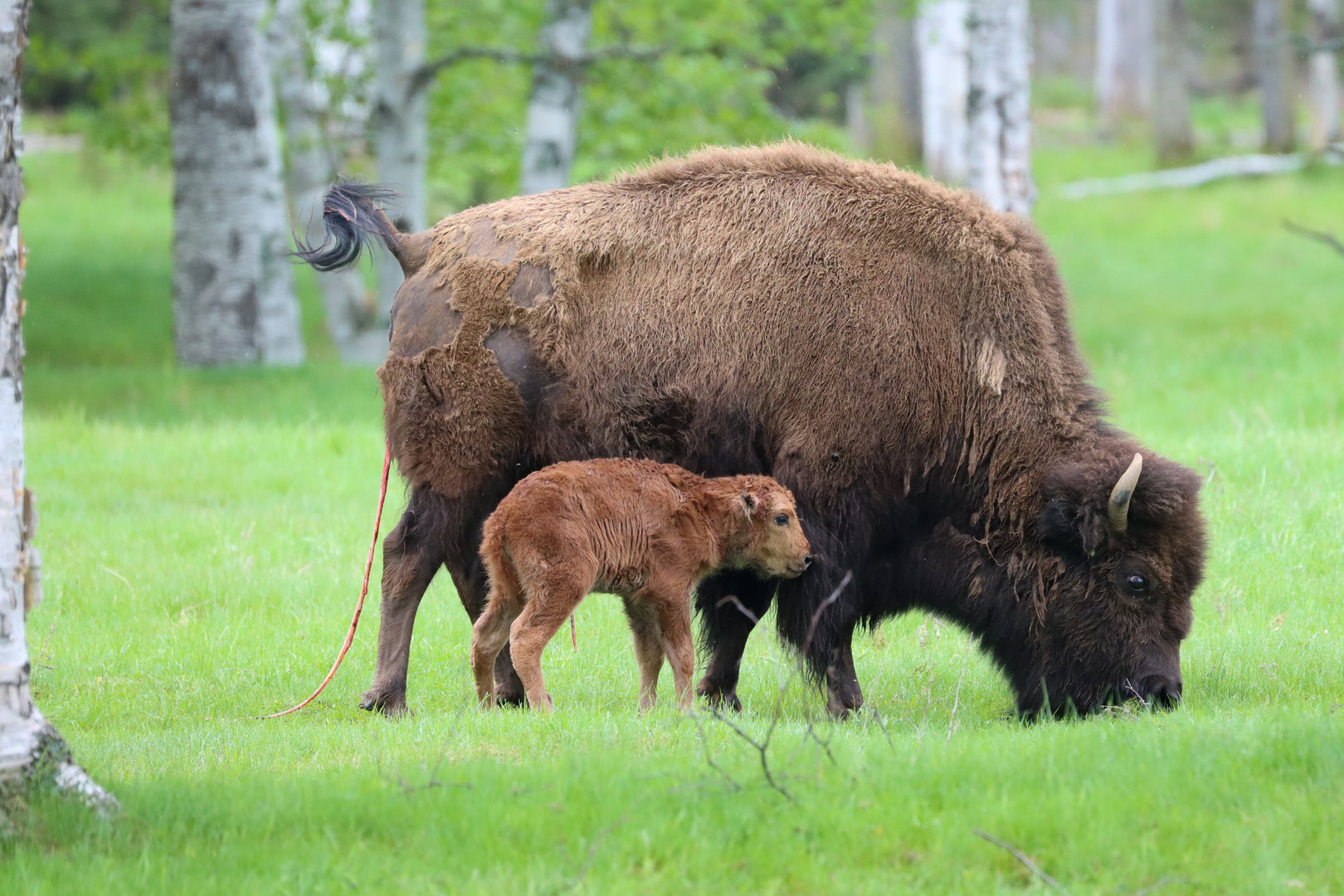 Plains buffalo (Bison bison bison)