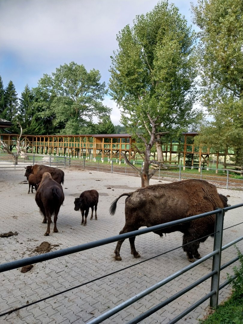 Plains buffalo (Bison bison bison)