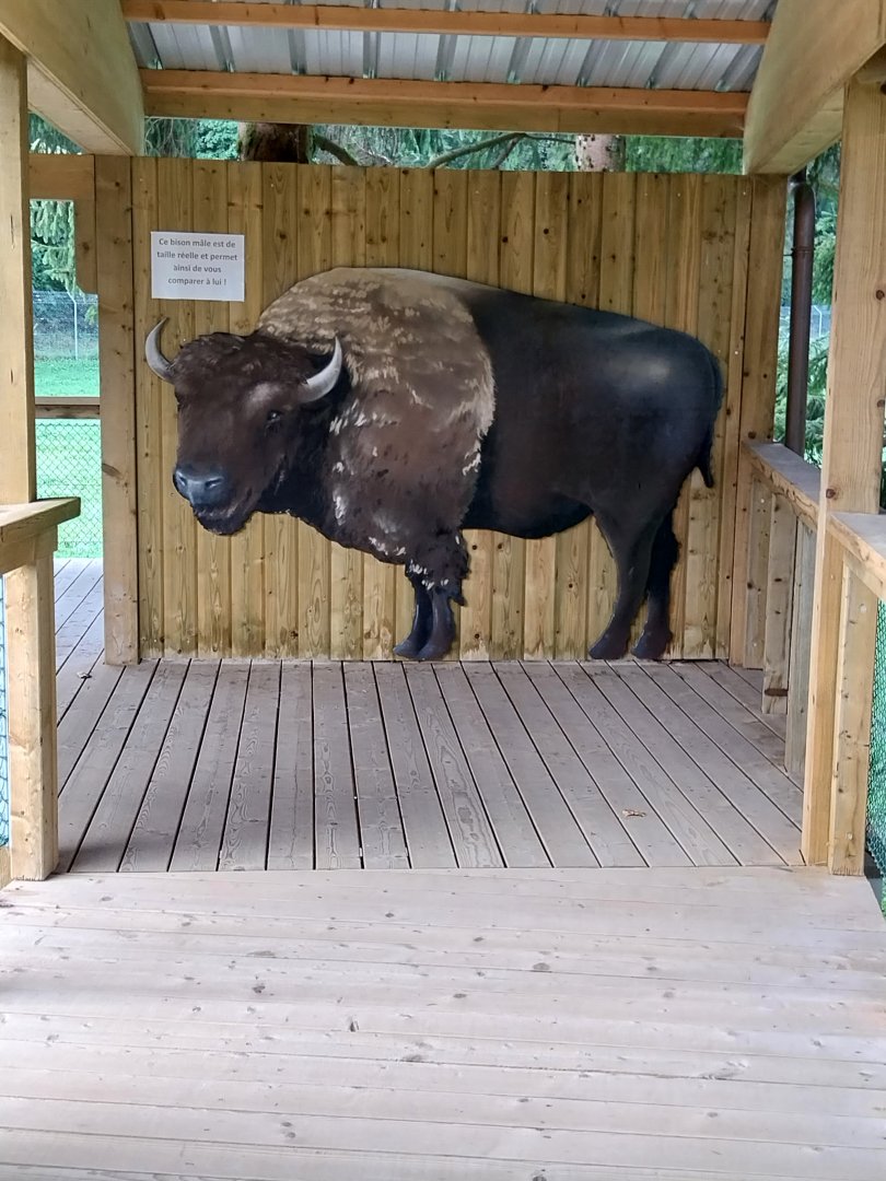 Plains buffalo education