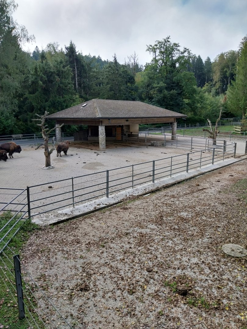 Plains buffalo enclosure