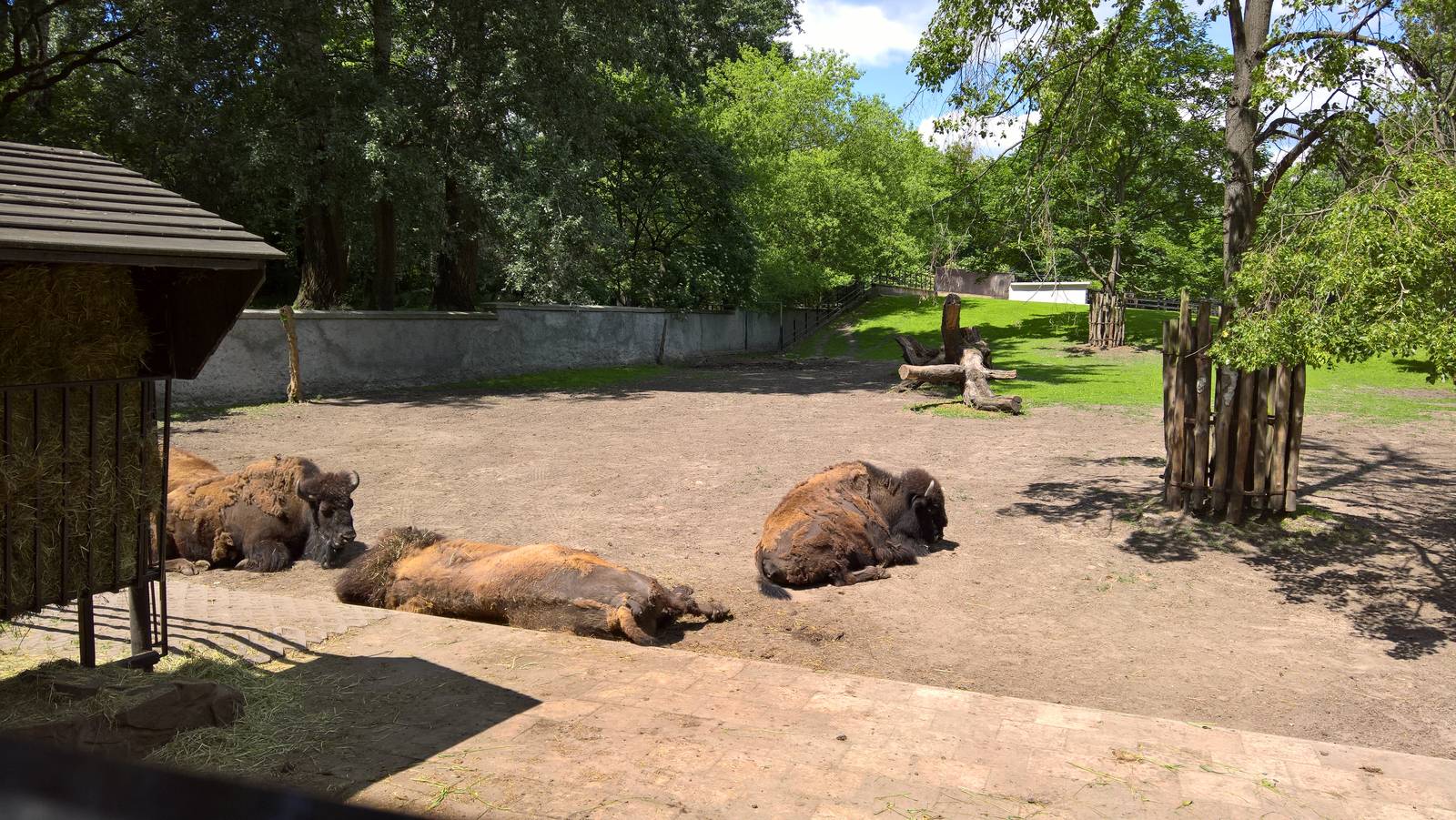Plains buffalo exhibit