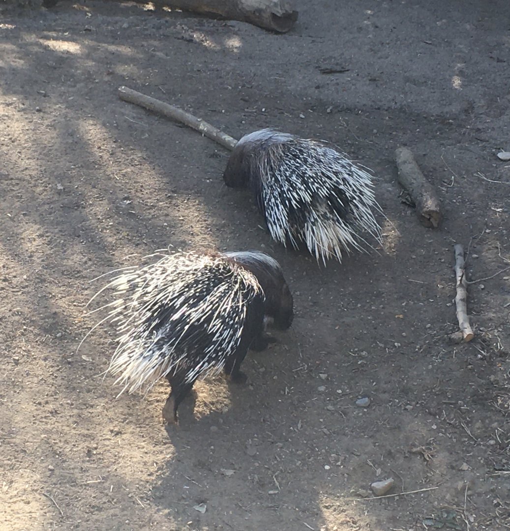 Plains - Cape Porcupines