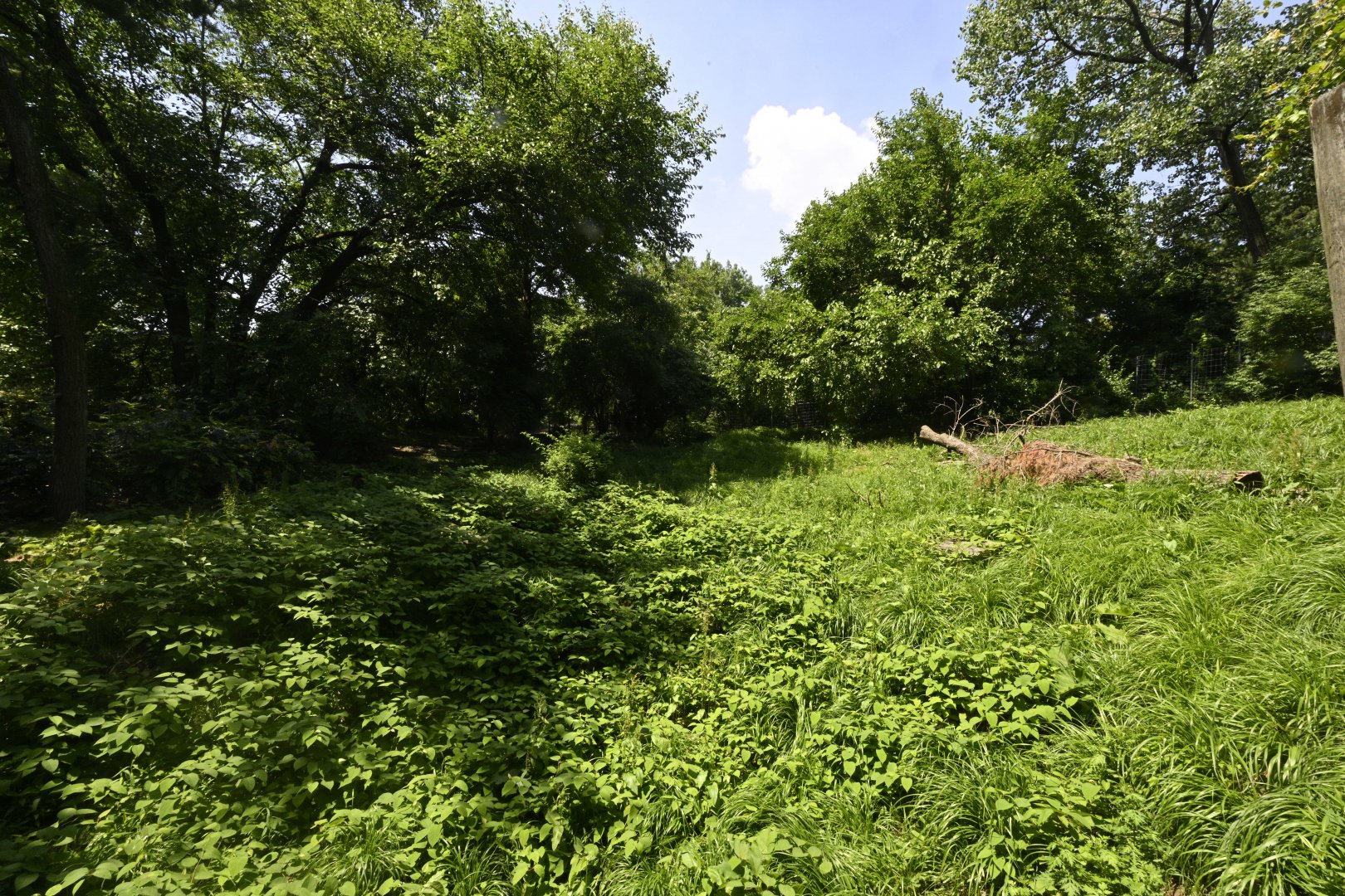 Plains - Coyote (Canis latrans) Exhibit