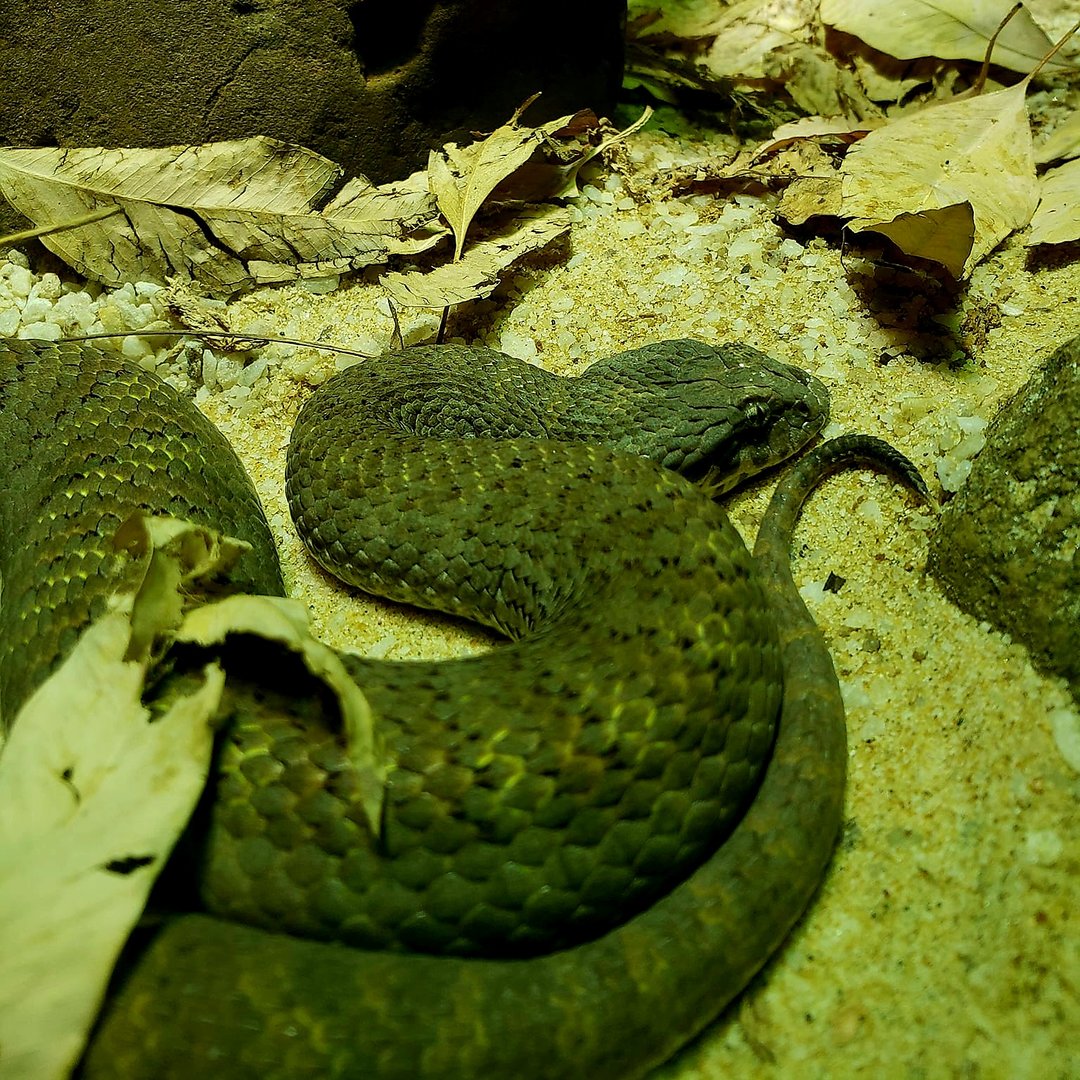 Plains Death Adder (Acanthophis hawkei)