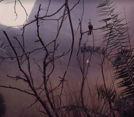 Plains Exhibit in the Old Birdhouse 1976