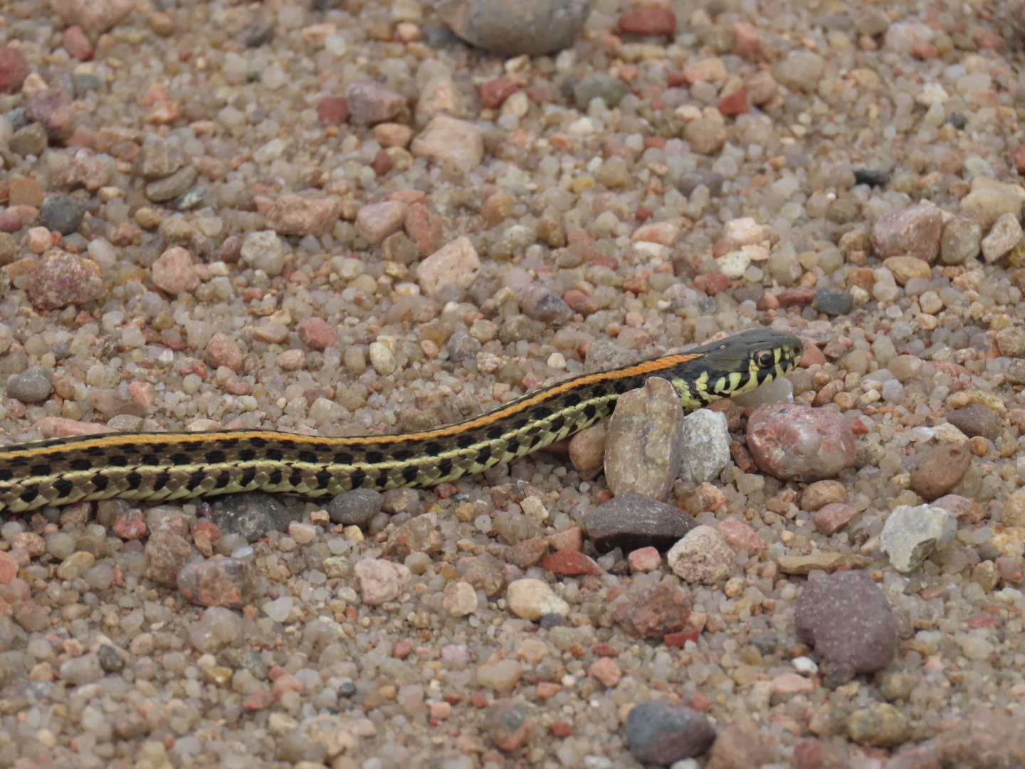 Plains Garter Snake (Thamnophis radix)