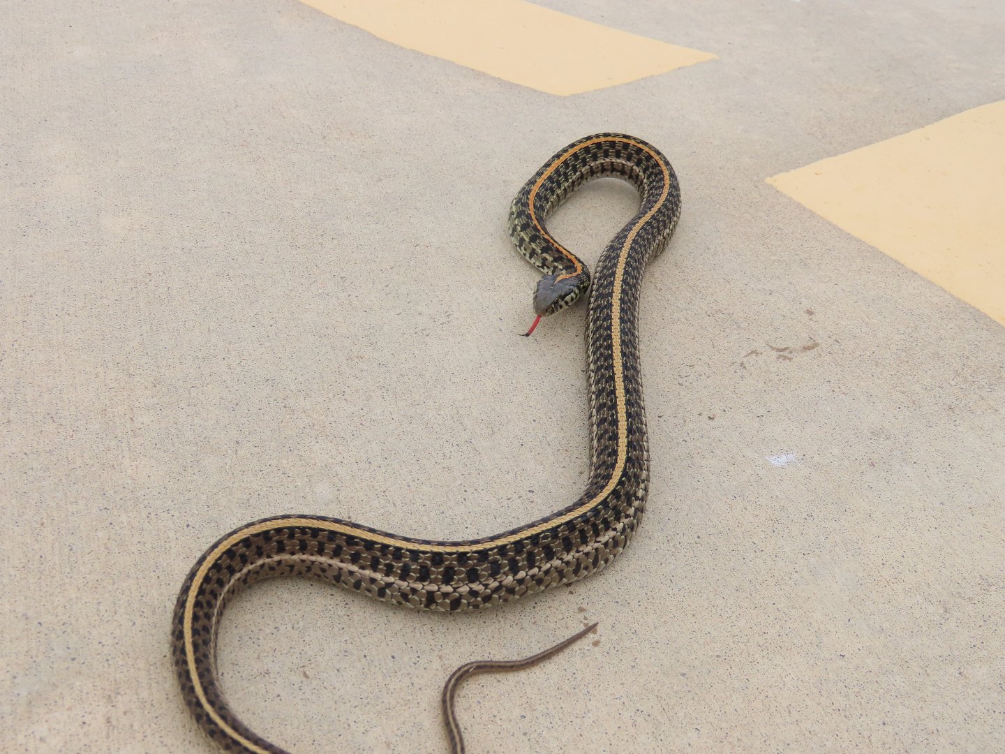 Plains Garter Snake (Thamnophis radix)