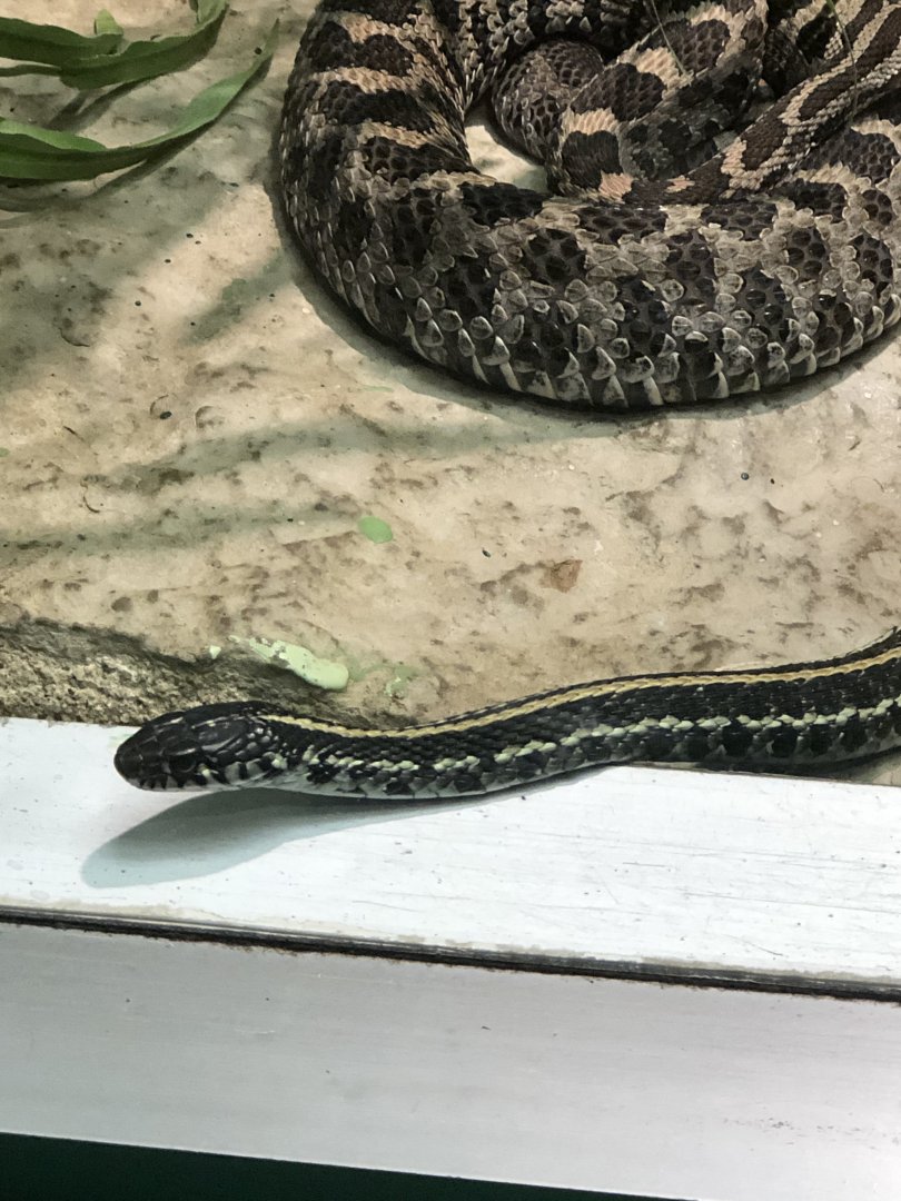 Plains Garter Snake with Massasauga