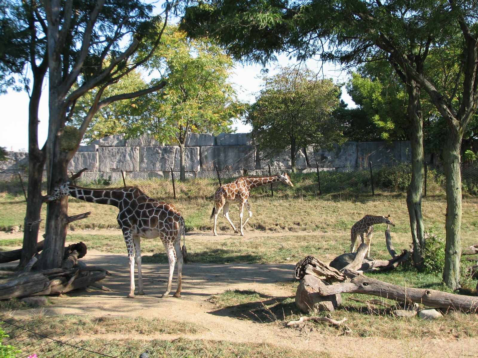 Plains - Giraffe Exhibit