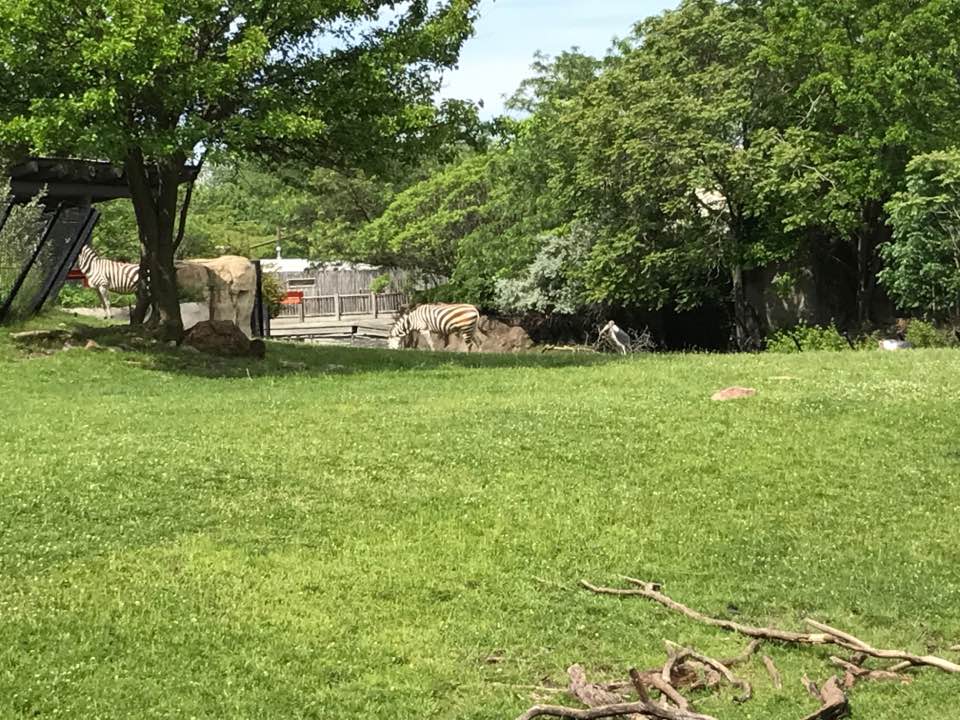 Plains- Grant's Zebra, Greater Kudu, Wildebeest, Ostrich, Vulture, Marabou Stork