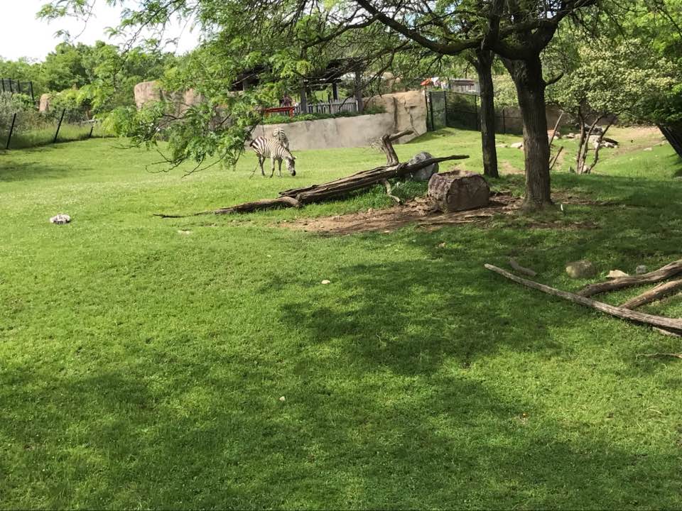 Plains- Grant's Zebra, Greater Kudu, Wildebeest, Ostrich, Vulture, Marabou Stork