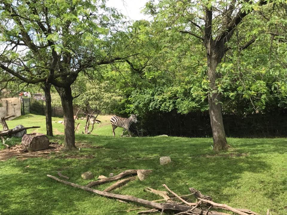 Plains- Grant's Zebra, Greater Kudu, Wildebeest, Ostrich, Vulture, Marabou Stork