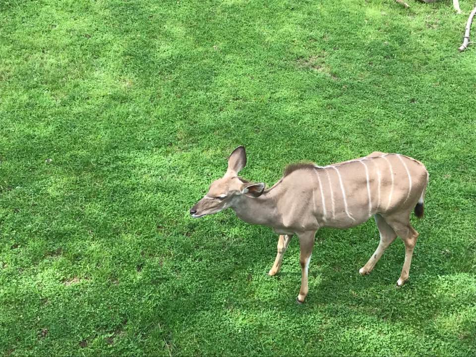 Plains- Grant's Zebra, Greater Kudu, Wildebeest, Ostrich, Vulture, Marabou Stork