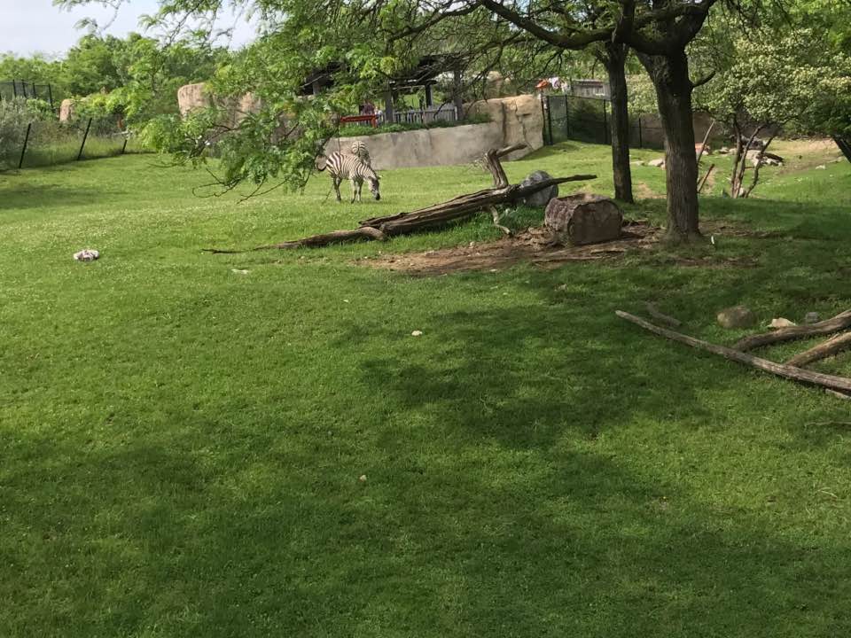 Plains- Grant's Zebra, Greater Kudu, Wildebeest, Ostrich, Vulture, Marabou Stork