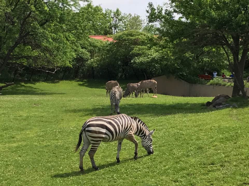 Plains- Grant's Zebra, Greater Kudu, Wildebeest, Ostrich, Vulture, Marabou Stork