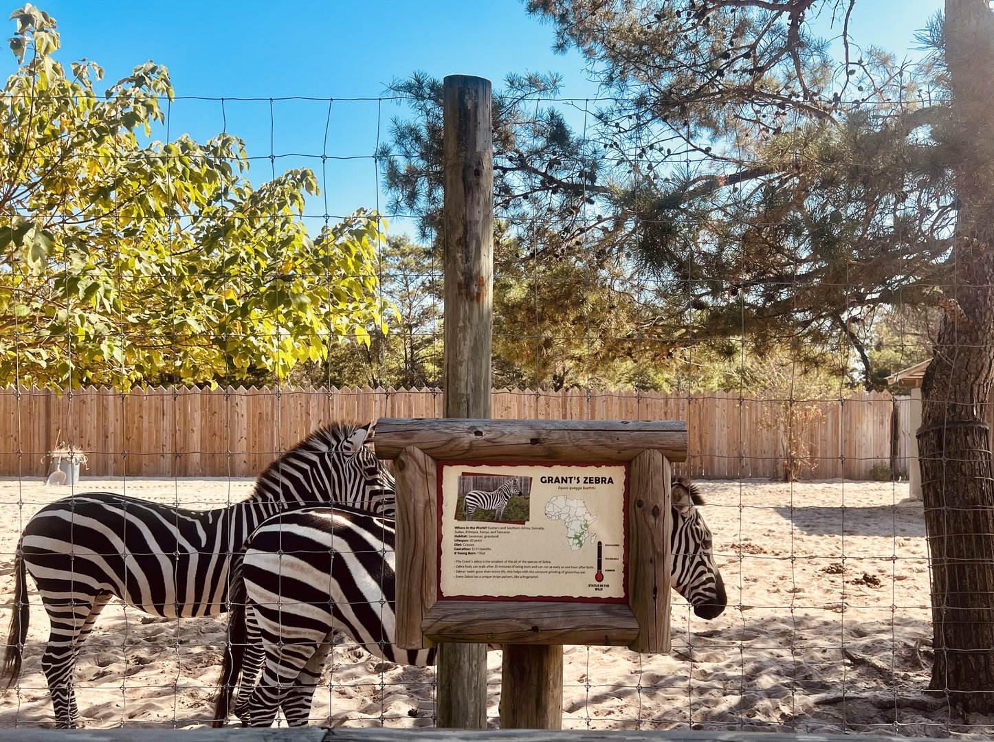 Plains (Grant’s) Zebras