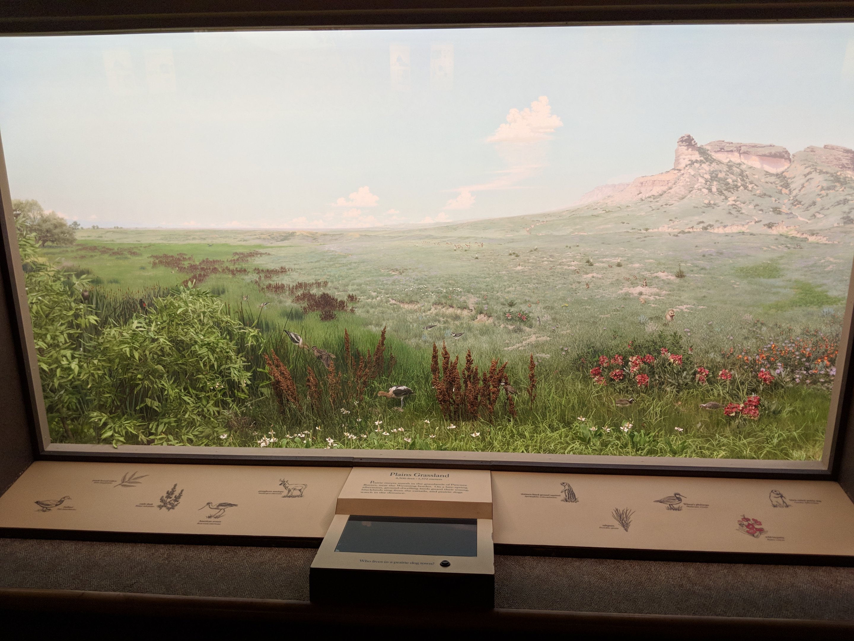 Plains Grassland Diorama