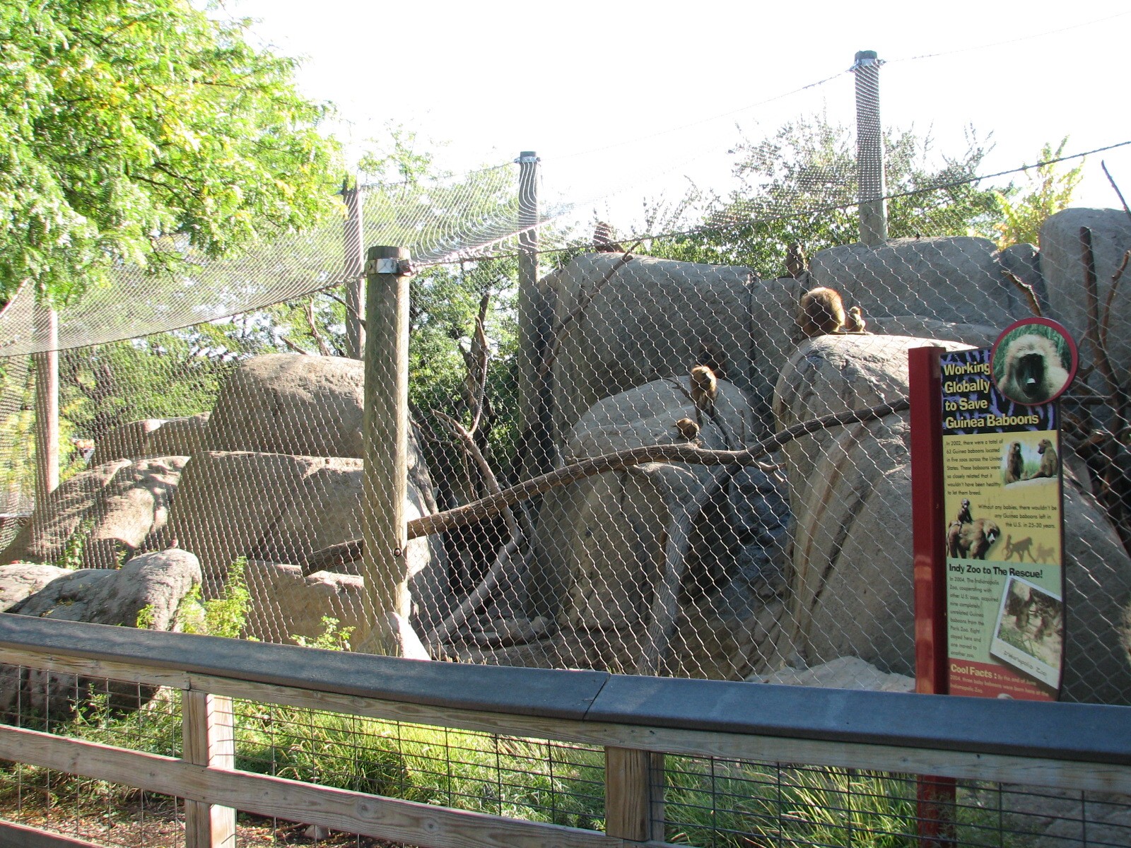 Plains - Guinea Baboon Exhibit