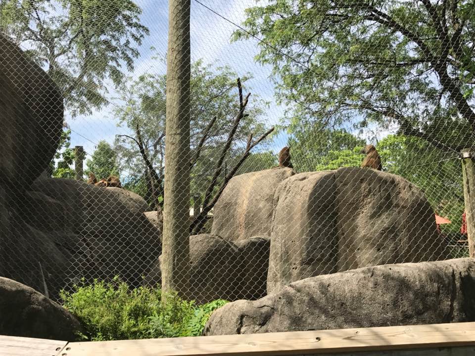 Plains- Guinea Baboon