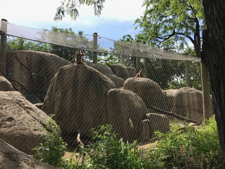 Plains- Guinea Baboon