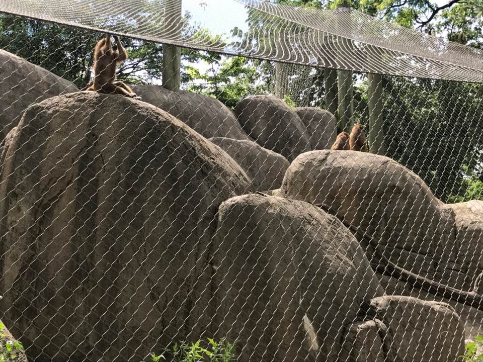 Plains- Guinea Baboon