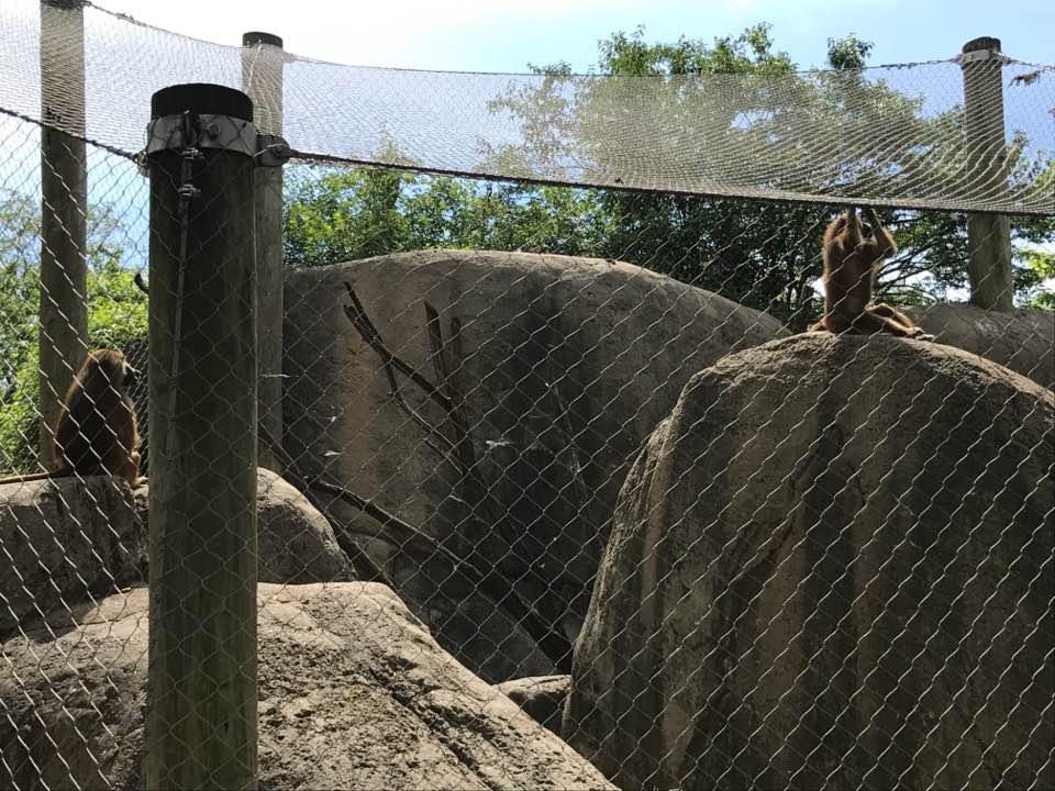 Plains- Guinea Baboon