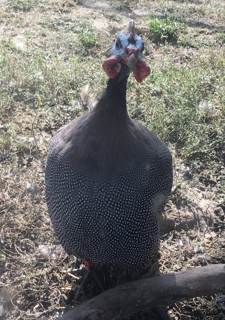 Plains - Helmeted Guineafowl